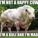 Happy cow? | I'M NOT A HAPPY COW; I'M A BULL AND I'M MAD | image tagged in buff cow,happy cow,raging bull | made w/ Imgflip meme maker