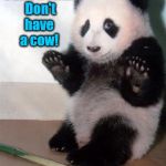 Calming Panda Bear | Calm down.  Don't have a cow! | image tagged in hands up panda,calm down,relax,funny memes,memes,don't have a cow | made w/ Imgflip meme maker