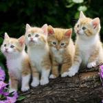 Cutie-pie Kittens