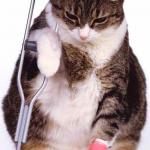 Crutch cat
