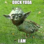 Judge me by my feathers? | DUCK YODA; I AM | image tagged in yoda duck,duck the yoda's duckith duce meme,memes to a star,wars of the trek,memers unite | made w/ Imgflip meme maker