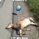 Deer caught in headlights | I THINK I HEAR A HARLEY! LET ME RUN OUT AND SEE! | image tagged in deer caught in headlights | made w/ Imgflip meme maker