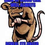 Shady Rat | LACK OF DISCIPLINE WILL ALWAYS; REVEAL ITS BREED | image tagged in shady rat | made w/ Imgflip meme maker