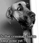 cautious dog | Is that criminal clinton gang gone yet ? | image tagged in cautious dog | made w/ Imgflip meme maker