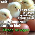 chickens and eggs | Aw, so cute! Just a shame male chicks get thrown into a grinder or gassed in a bag in the egg industry; Is taste more important than their life? Please, be vegan | image tagged in chickens and eggs | made w/ Imgflip meme maker