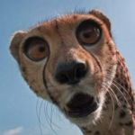 shocked cheetah | WHY DON'T CHEETAHS SUCCEED AT ANYTHING? CUZ CHEETAHS NEVER PROSPER! | image tagged in shocked cheetah | made w/ Imgflip meme maker