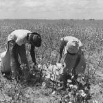 Cotton picker