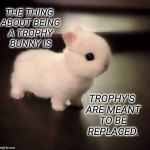 Expendable Trophy Bunny | THE THING ABOUT BEING A TROPHY BUNNY IS; TROPHY'S ARE MEANT TO BE REPLACED. | image tagged in disappointed bunny,trophy,wife,getting married,married,funny meme | made w/ Imgflip meme maker
