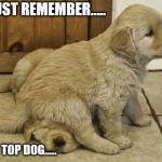 cute puppies | JUST REMEMBER..... WHO'S TOP DOG..... | image tagged in cute puppies | made w/ Imgflip meme maker