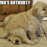 cute puppies | WHO'S BUTHURT? | image tagged in cute puppies | made w/ Imgflip meme maker