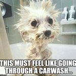 puppy's bath | THIS MUST FEEL LIKE GOING THROUGH A CARWASH... | image tagged in puppy's bath | made w/ Imgflip meme maker
