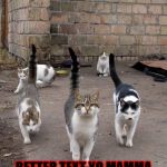GANG CATS | WHAT YOU DOIN IN OUR ALLEY PUNK? BETTER TEXT YO MAMMA AND SAY GOODBYE AND I LOVE YOU CUZ YOU ABOUT TO DIE! | image tagged in gang cats | made w/ Imgflip meme maker
