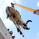 craned