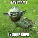 May Duck | TASTY AM I; IN SOUP BOWL | image tagged in yoda duck,meme,star wars trekker mememer,sunsetter awning shit | made w/ Imgflip meme maker