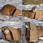 mountain lion in box