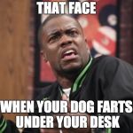 When your dog farts under your desk | THAT FACE; WHEN YOUR DOG FARTS UNDER YOUR DESK | image tagged in work from home,dogs | made w/ Imgflip meme maker