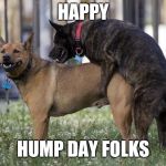 Dogs humping | HAPPY; HUMP DAY FOLKS | image tagged in dogs humping | made w/ Imgflip meme maker
