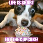 Cupcake Dog | LIFE IS SHORT; EAT THE CUPCAKE! | image tagged in cupcake dog | made w/ Imgflip meme maker