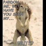 Nuts & Bolts | PARDON ME, BUT HAVE YOU SEEN MY... NUTS? | image tagged in squirrel nuts | made w/ Imgflip meme maker