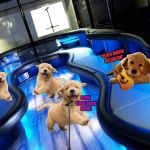 Band of Golden Retrievers on a party bus | *PLAYS MUSIC ON GUITAR*; BORK BORK BORK BORK! | image tagged in party bus,dancing dogs,goldie the golden retriever,golden retriever,dogs | made w/ Imgflip meme maker
