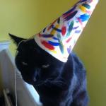 cat party hat