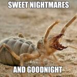 Camel Spider  | SWEET NIGHTMARES; AND GOODNIGHT | image tagged in camel spider | made w/ Imgflip meme maker