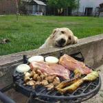 dog bbq meme