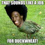 The duck stops here | THAT SOUNDS LIKE A JOB; FOR DUCKWHEAT! | image tagged in duckwheat,buckwheat,truck robinson wheat | made w/ Imgflip meme maker