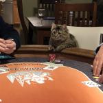 Cat Poker meme