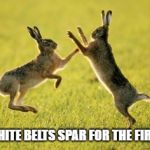 Rabbits Fighting | WHEN WHITE BELTS SPAR FOR THE FIRST TIME. | image tagged in rabbits fighting | made w/ Imgflip meme maker