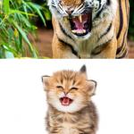 Tiger kitten