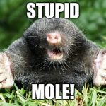 Mole | STUPID; MOLE! | image tagged in mole | made w/ Imgflip meme maker