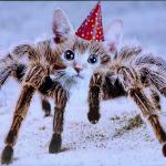 Spider Kitten