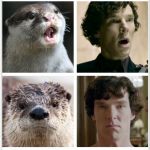 Sherlock - Otters Who Look Like Benedict Cumberbatch | PEOPLE HAVE FOUND THAT BENEDICT CUMBERBATCH WAS A DISTANT RELATIVE OF KING RICHARD THE THIRD; SO THAT WOULD TECHNICALLY MEAN HE IS A MEMBER OF THE ROYAL FAMILY | image tagged in sherlock - otters who look like benedict cumberbatch | made w/ Imgflip meme maker