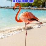 Put my foot down | MY WIFE TOLD ME TO STOP IMPERSONATING A FLAMINGO; SO I HAD TO PUT MY FOOT DOWN | image tagged in flamingo,funny,wife | made w/ Imgflip meme maker