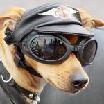 Harley Davidson Dog | I SUPPORT; HARLEY-DAVIDSON | image tagged in harley davidson dog | made w/ Imgflip meme maker