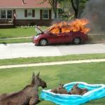 Moose watching car fire