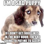 Sad puppy | I'M A SAD PUPPY; IF I DON'T GET 1000 LIKES IN THE NEXT HOUR, THEY'RE GOING TO PUT ME TO SLEEP! | image tagged in sad puppy | made w/ Imgflip meme maker