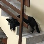Dog traped on stairs