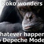 While I've been trying to live down my Sade Phase, Koko had no pretentions about her musical taste... | Koko wonders; "whatever happened to Depeche Mode?" | image tagged in koko,depeche mode,musical phases,what's your darkest secret,i'm all your's tina turner,douglie | made w/ Imgflip meme maker