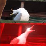 screaming seagull