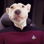 Captain Picard Dog