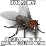 Scumbag House Fly | LIVES 28 DAYS; DEDICATES WHOLE LIFE TO ANNOYING YOU FOR NO REASON | image tagged in scumbag house fly,scumbag | made w/ Imgflip meme maker