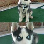 Husky Puppy