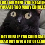 When You Decided to Eat More Instead of Just Waiting | THAT MOMENT YOU REALIZE YOU ATE TOO MANY EDIBLES; AND NOT SURE IF YOU SHUD CALL 911 OR BREAK OUT INTO A FIT OF LAUGHTER | image tagged in confused cat,cannabis | made w/ Imgflip meme maker