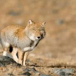 Sand fox