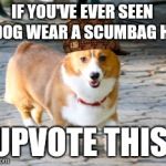Chessie The Corgi | IF YOU'VE EVER SEEN A DOG WEAR A SCUMBAG HAT; UPVOTE THIS. | image tagged in chessie the corgi,scumbag,corgi,dogs | made w/ Imgflip meme maker