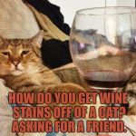 Wine Cat | HOW DO YOU GET WINE STAINS OFF OF A CAT? ASKING FOR A FRIEND. | image tagged in wine cat,funny,memes,funny memes,wine,cat | made w/ Imgflip meme maker