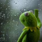 Kermit rainy