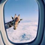 Giraffe Window Airplane 1